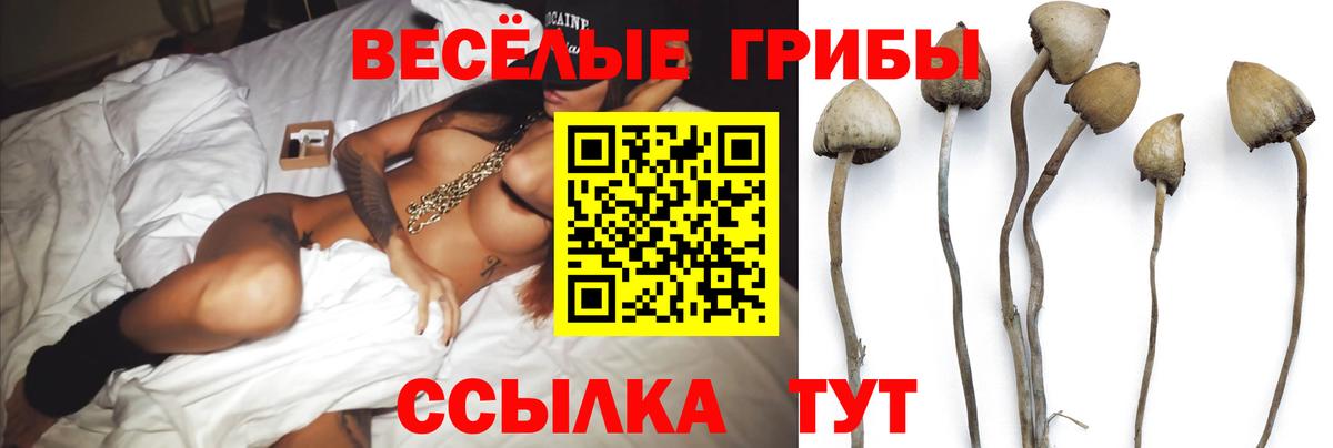 Псилоцибиновые грибы Psilocybe  Вход с VPN  Абакан 
